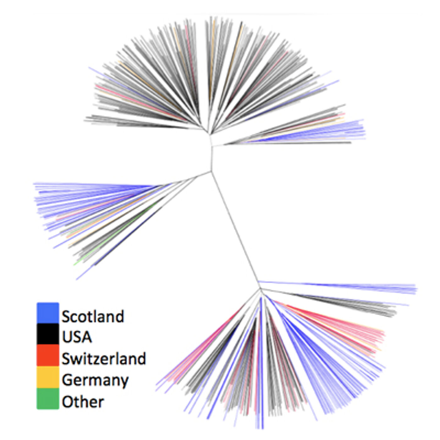 HCV variation