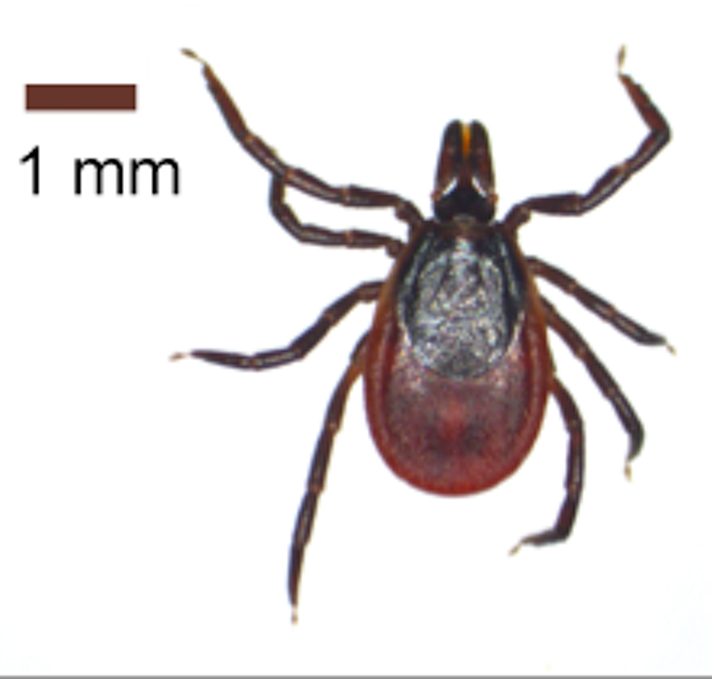 Deer tick (Ixodes ricinus)