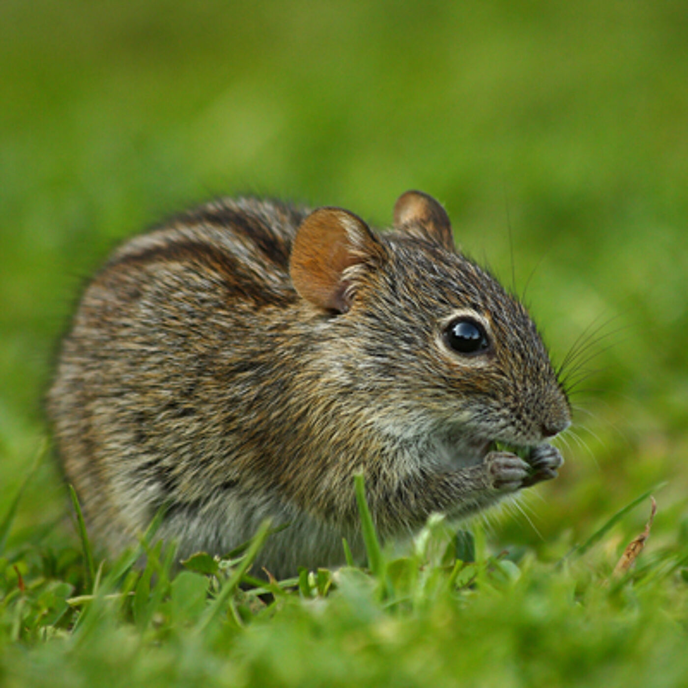 Striped field mouse (a potential reservoir of hantaviruses)