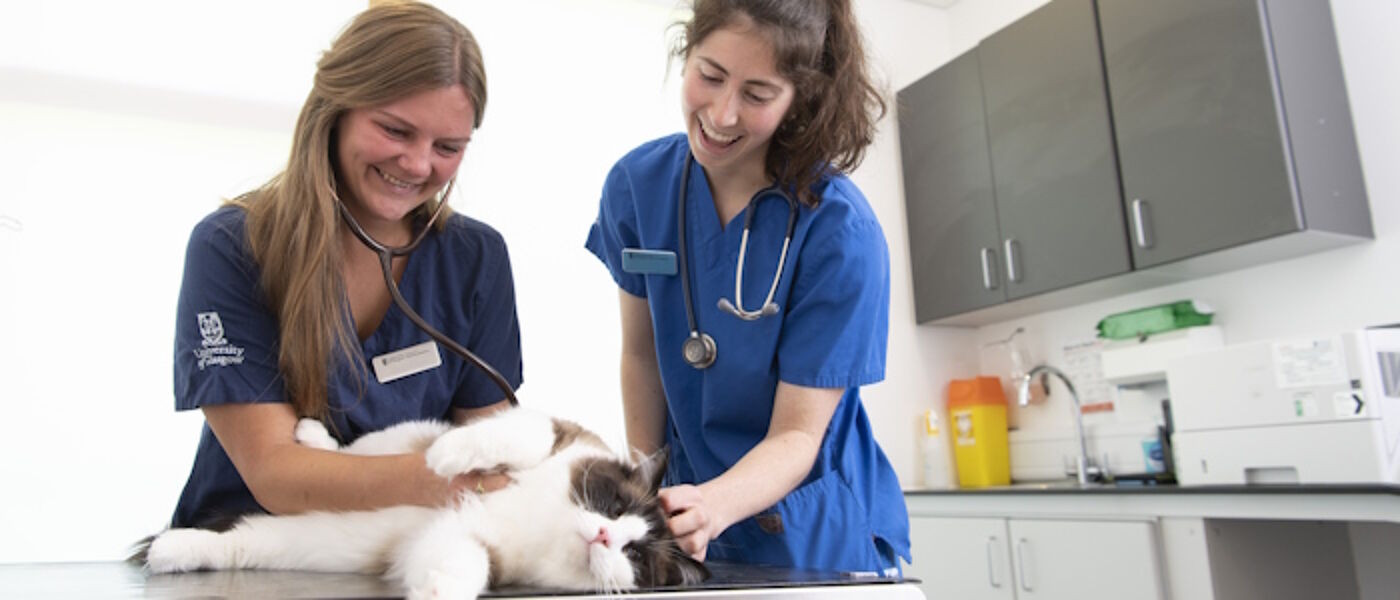 Two veterinary students examining a cat on a table