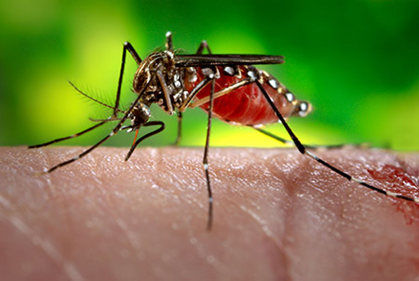 Image of adult Aedes Aegypti mosquito