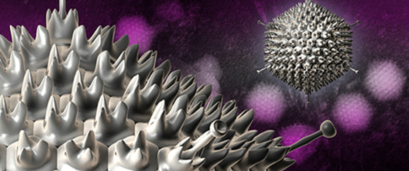 Institute of Infection, Immunity and Inflammation image