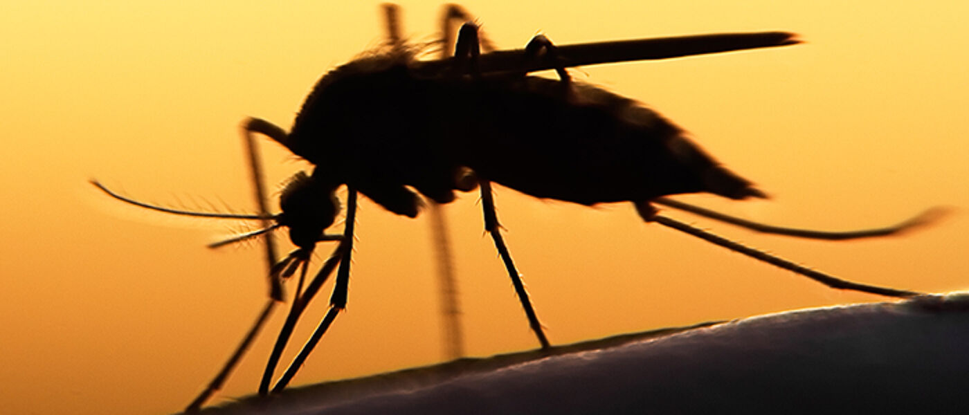 close-up of mosquito