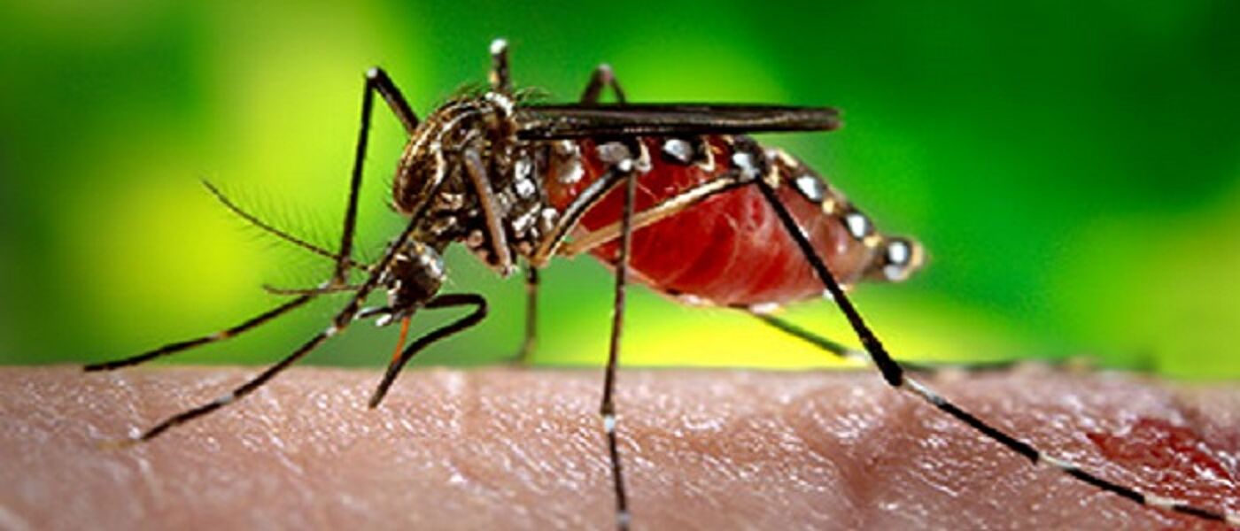 Image of Aedes Aegypti mosquito