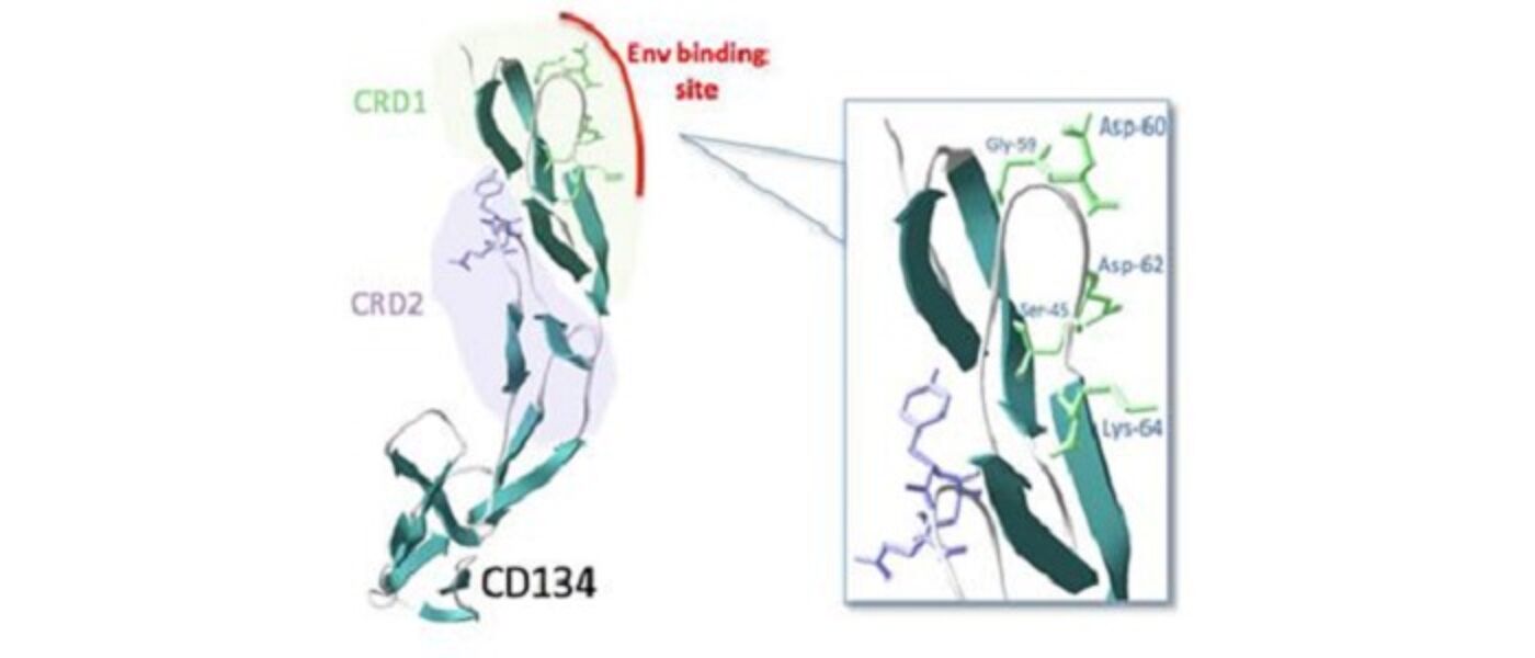 Graphic showing binding site of Feline Immunodeficiency Virus