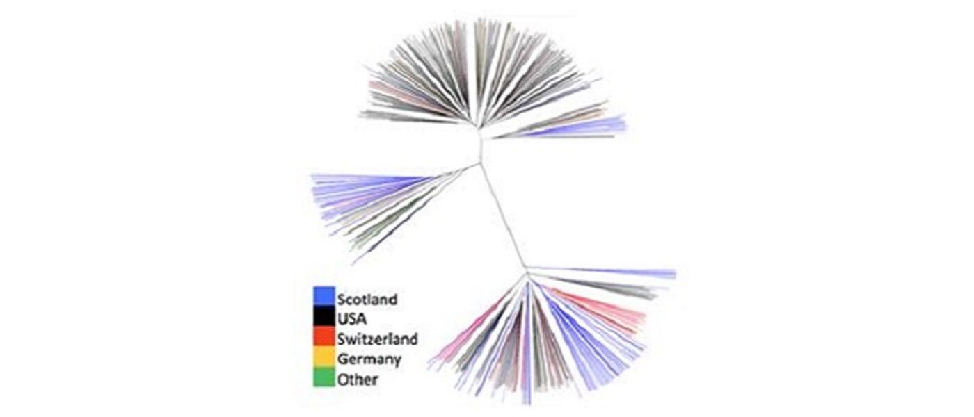 HCV variation phylograph