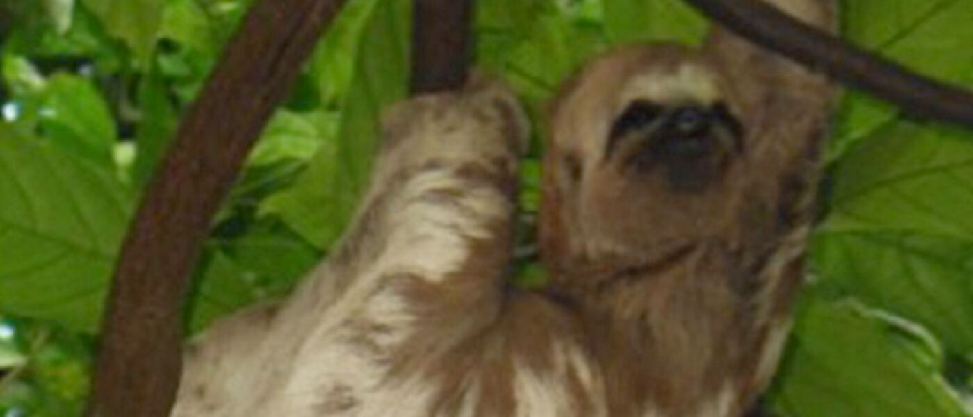 Image of Pale Toed Sloth courtesy of Richard Elliott