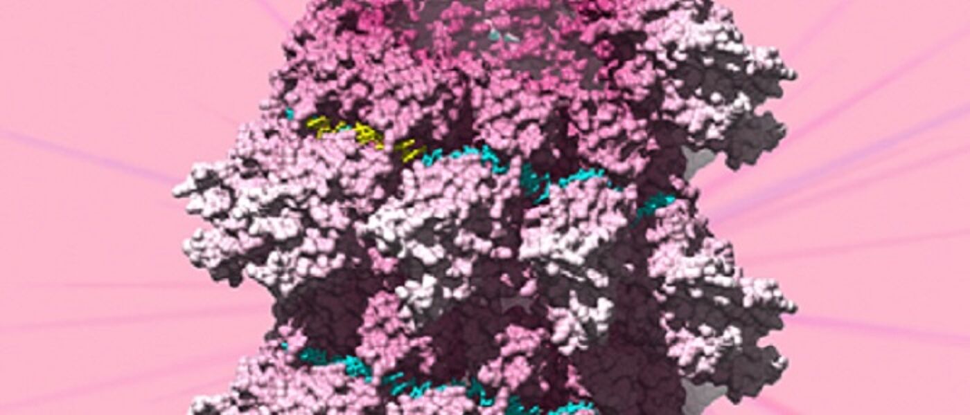 3D image of Respiratory Syncytial Virus 