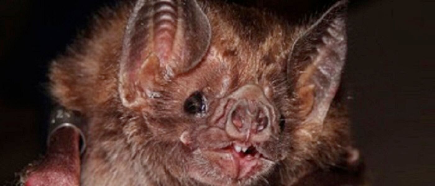 Vampire bat