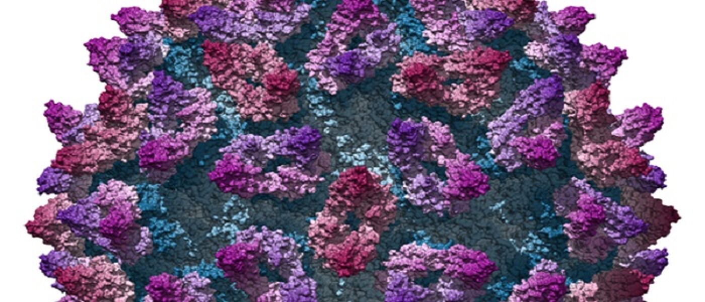 Feline calicivirus structure: D Bhella