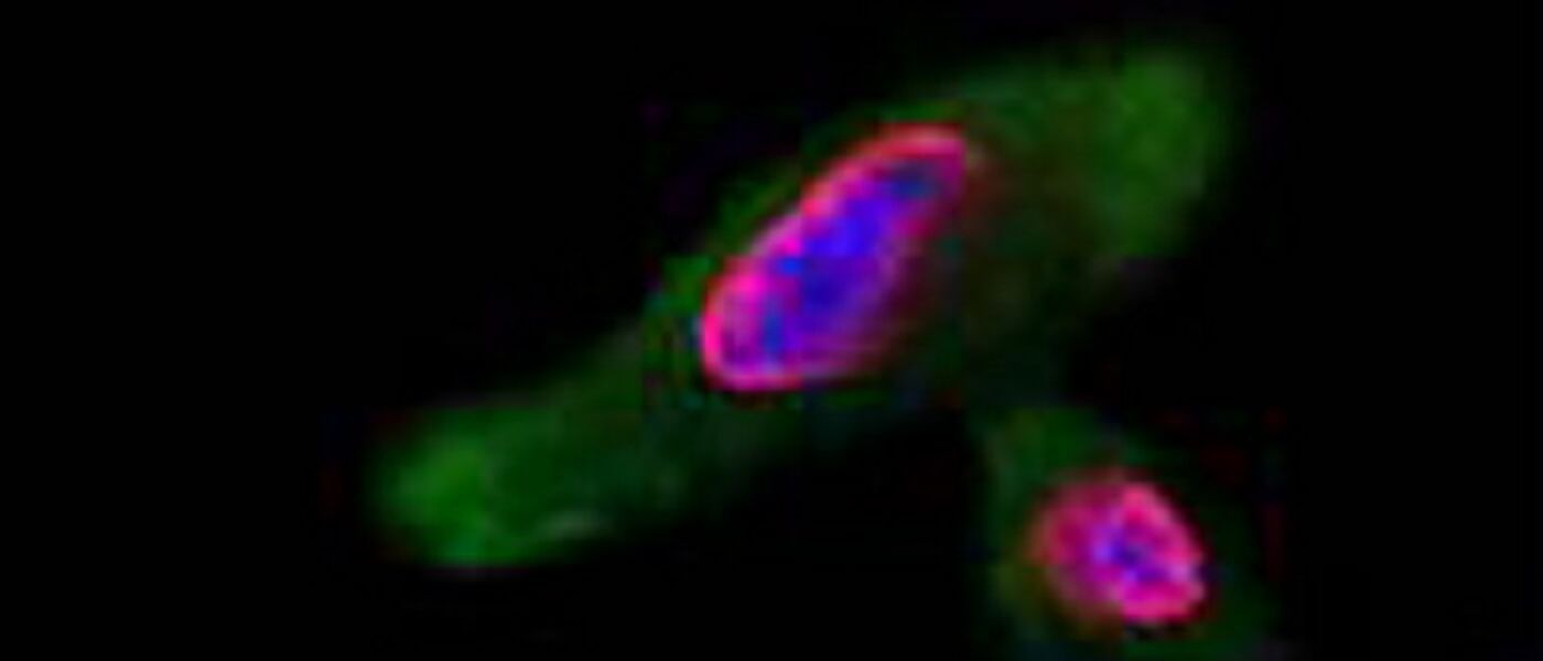 Cells infected by HPV