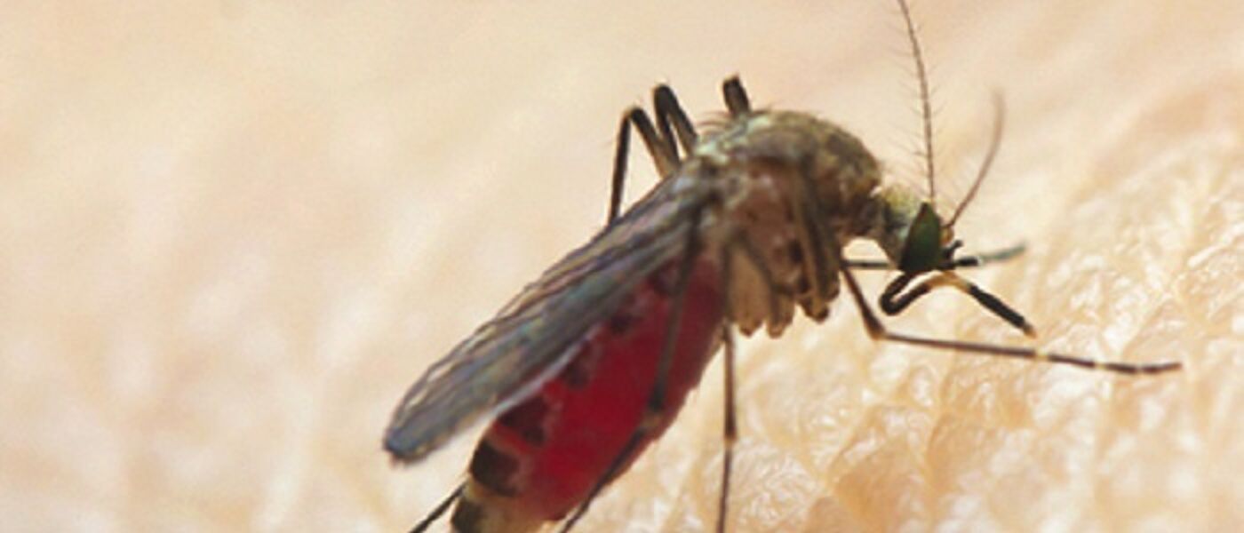 Anopheles mosquito