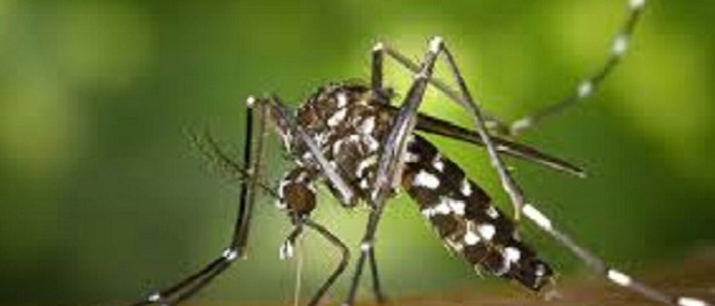 Aedes Aegypti mosquito