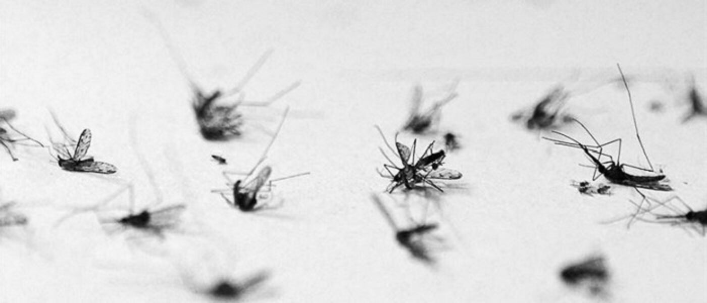 Mosquitoes dead on slide