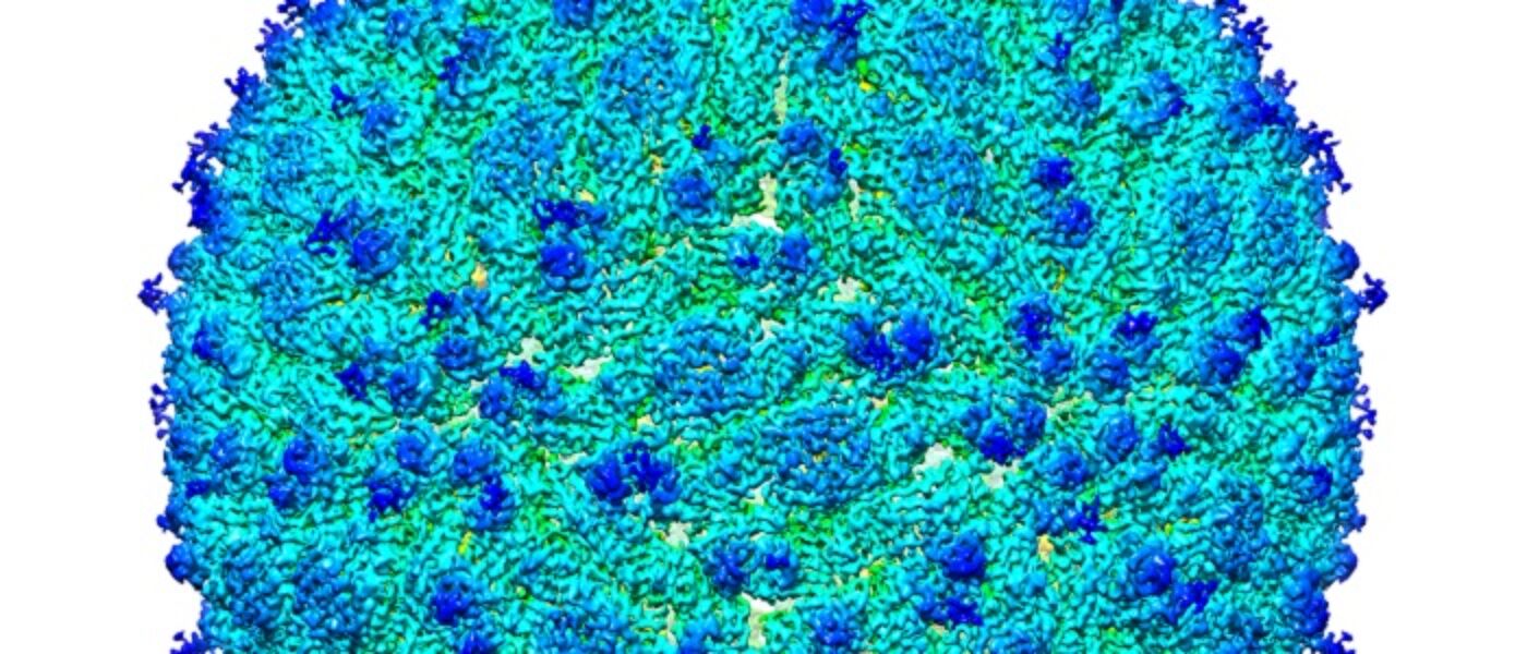 Zika virus cropped 700 x 300