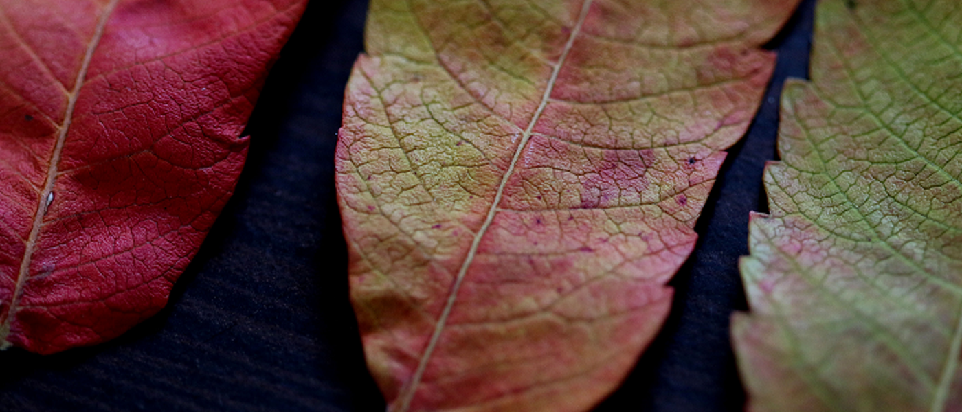 Three green and orange leaves