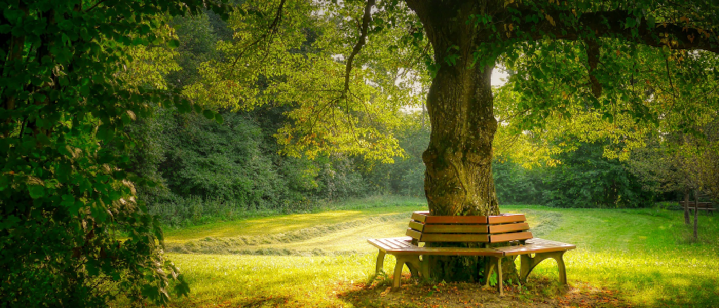 Bench around oak