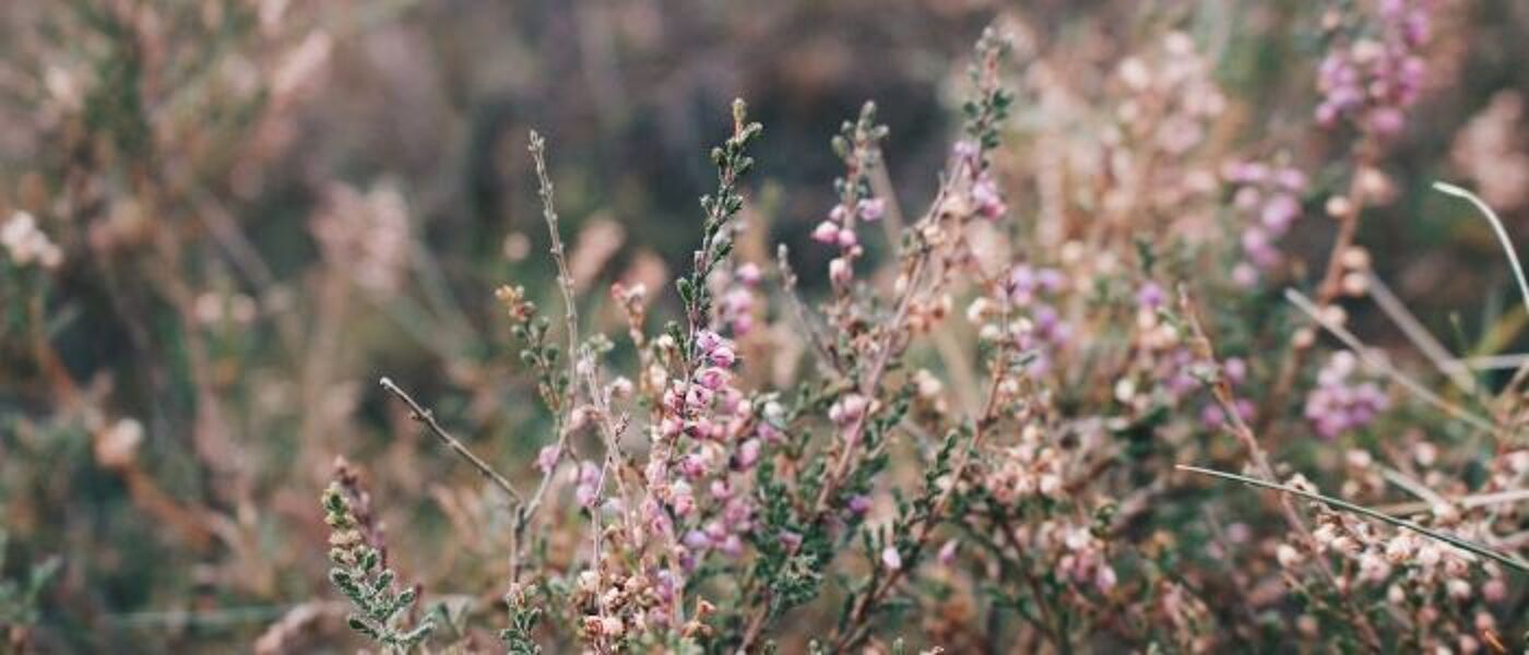 Flowering purple heather