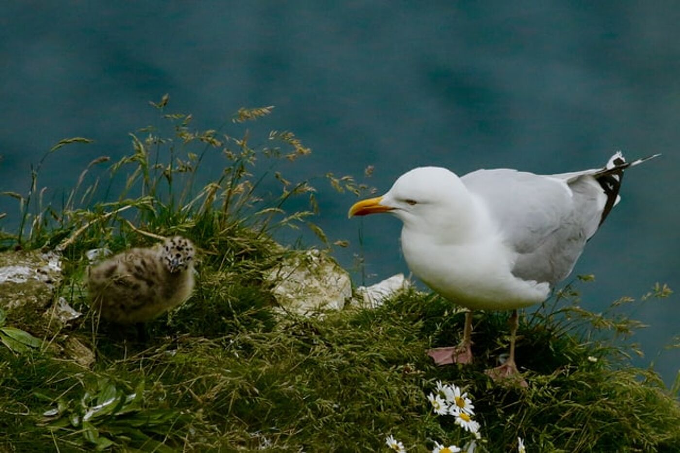 Picture of Gull 01