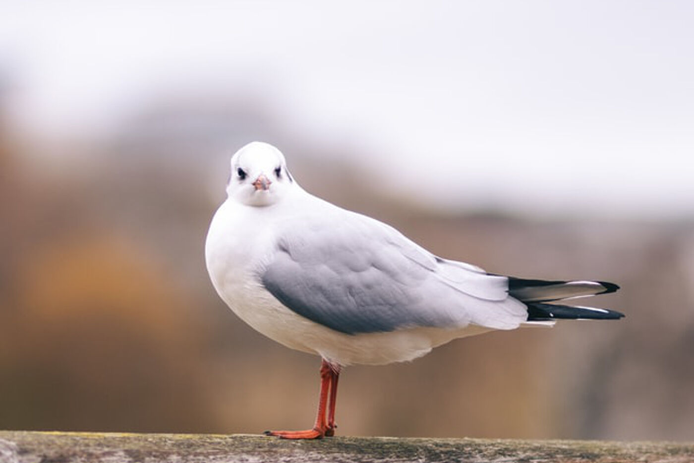 Picture of Gull 03