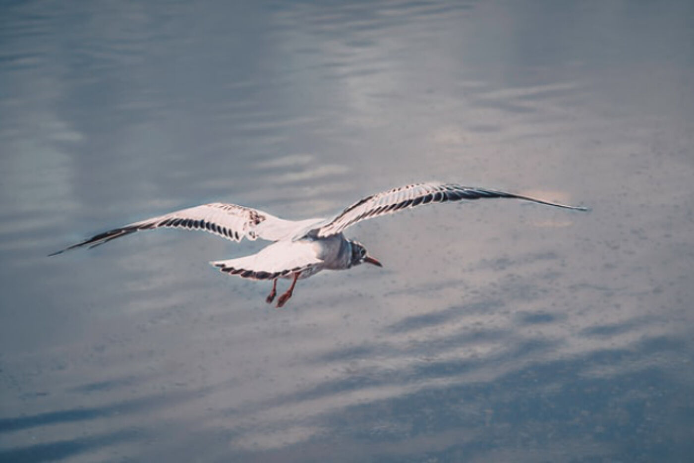 Picture of Gull 06