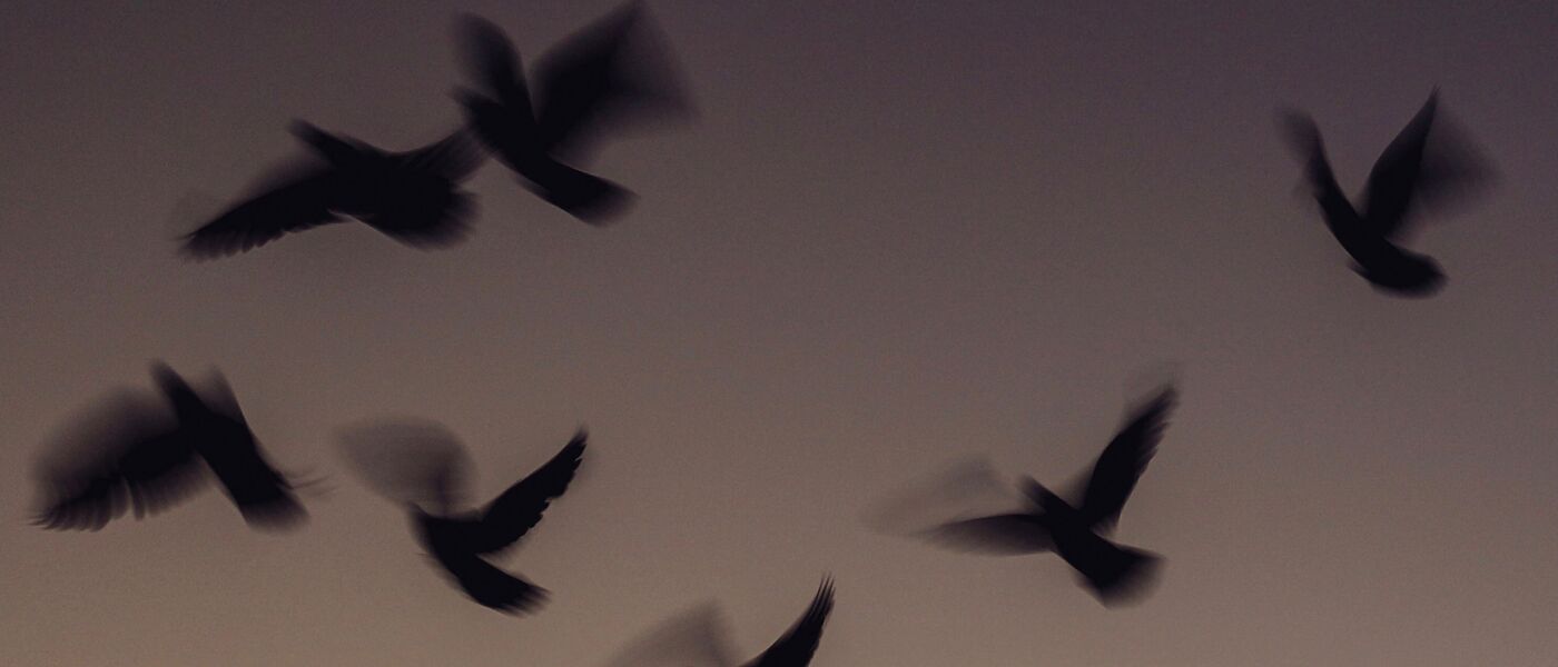 Image from Green Bothy Society - free to use - Image credit Ade Tunji