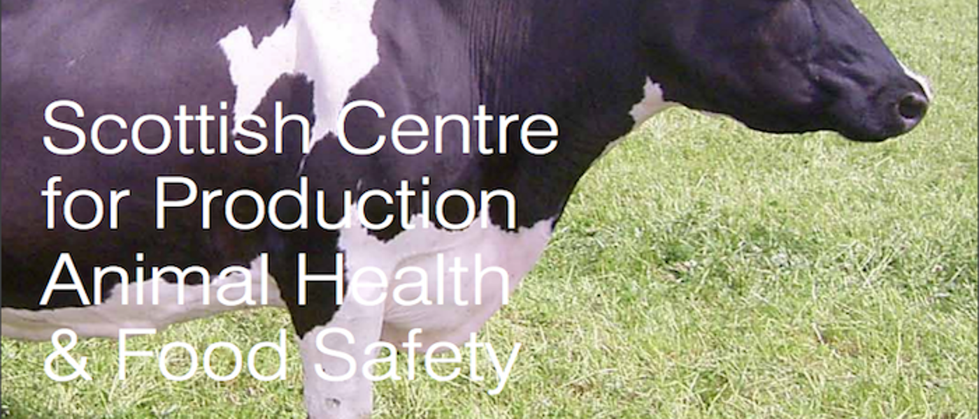 Image of a dairy cow