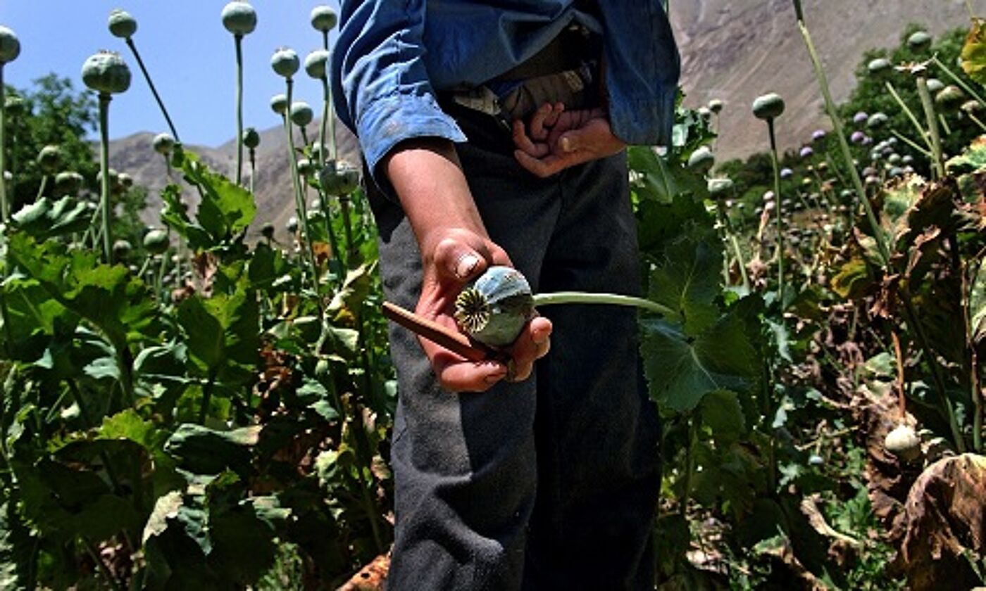 An Afghan man showing the seedhead of an opium poppy in a field of poppies. Image credit: UN Photo/UNODC/Zalmai. Published on Flickr | (CC BY-NC-ND 2.0) Photo ID 507016. 01/07/2005. Afghanistan.  https://www.flickr.com/photos/un_photo/7216920538 https://creativecommons.org/licenses/by-nc-nd/2.0/