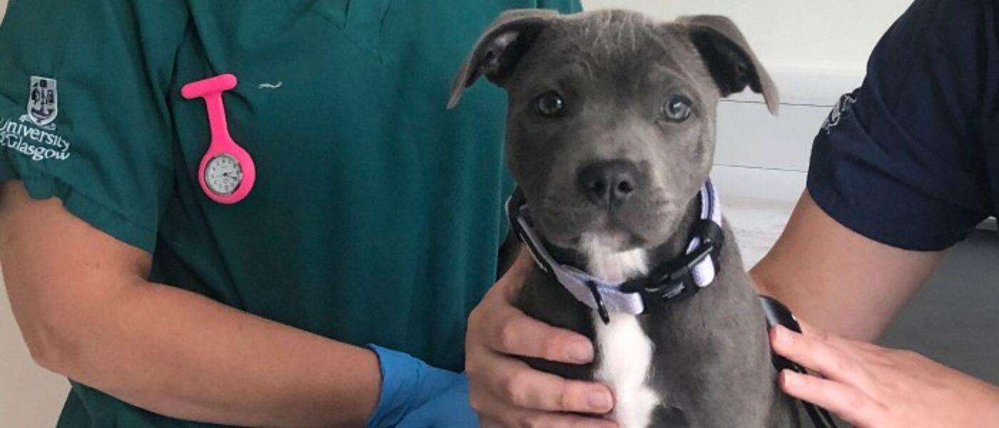 Routine Healthcare service banner with a dog in the small animal hospital