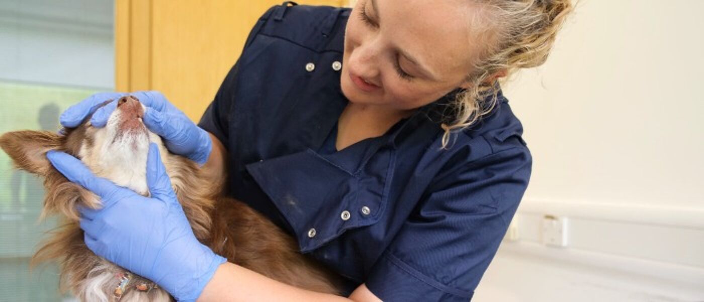Dentistry service banner with dogs teeth being checked