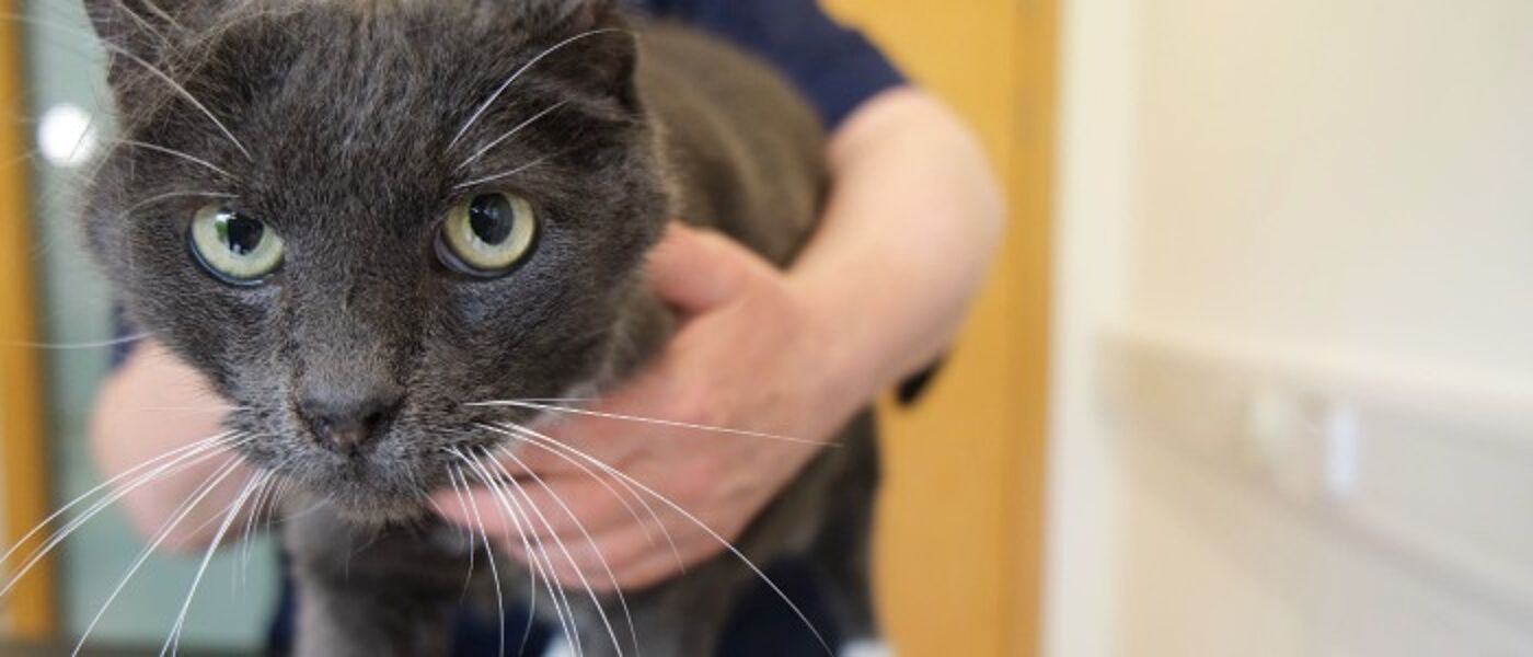 In-house Diagnostics service banner of cat getting his hearing checked