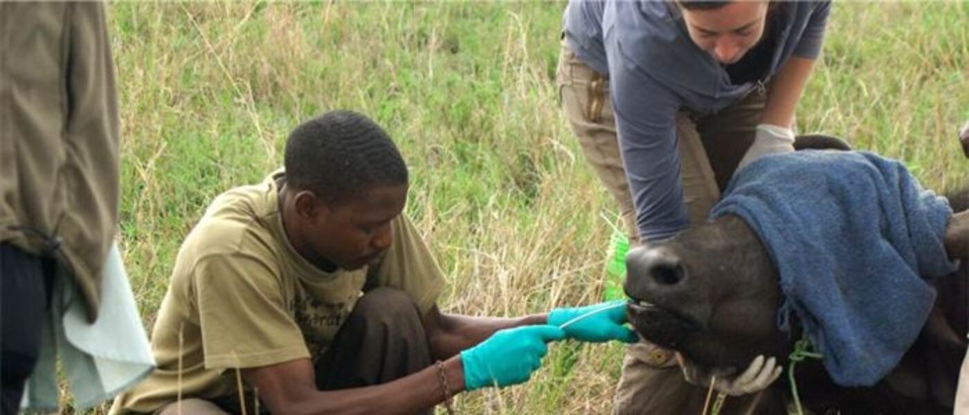 A wildebeest is being collared ready to rejoin the migration in Tanzania for tracking purposes