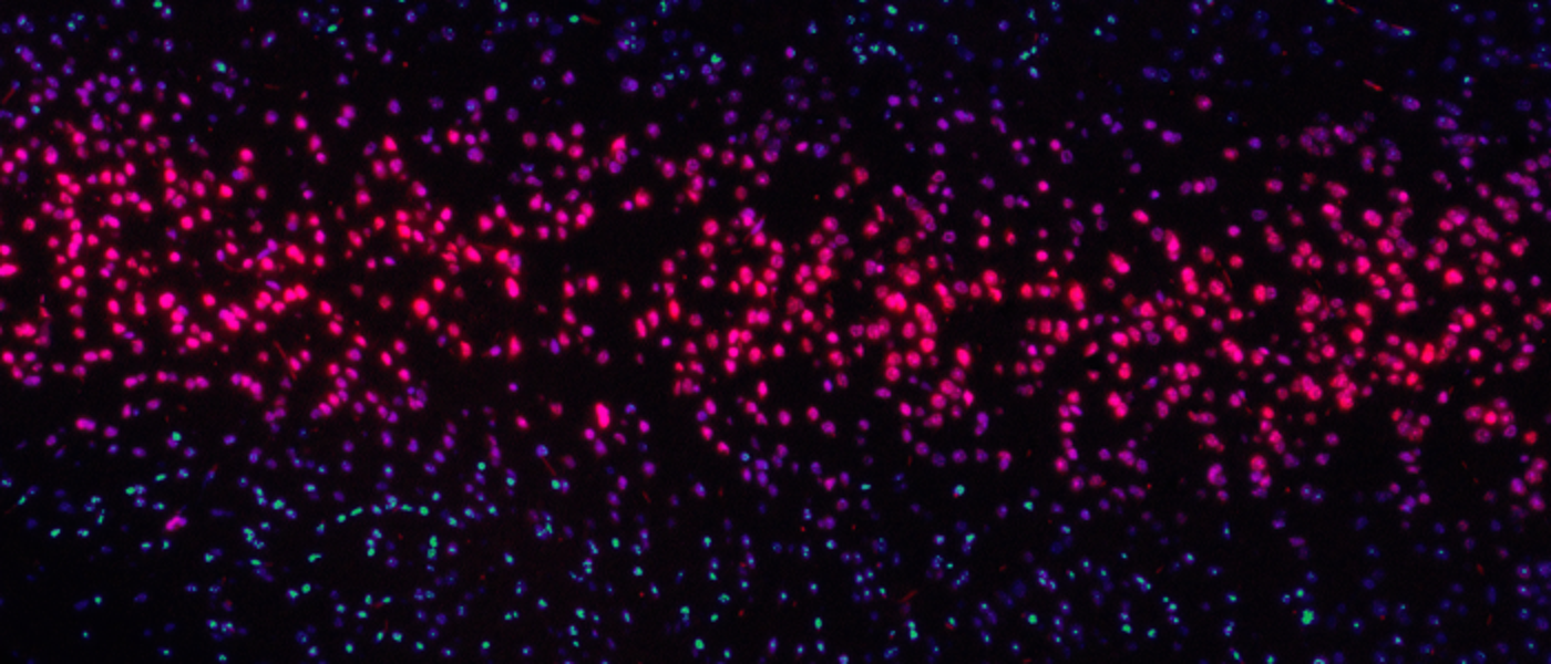 Cancer screening data