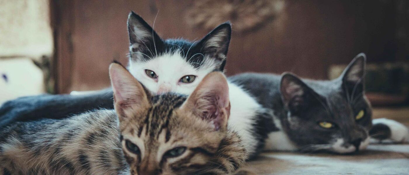A small group of cats lying on the floor. 