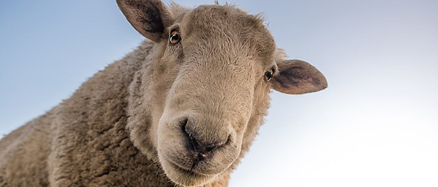 Image of a sheep staring down a camera lens