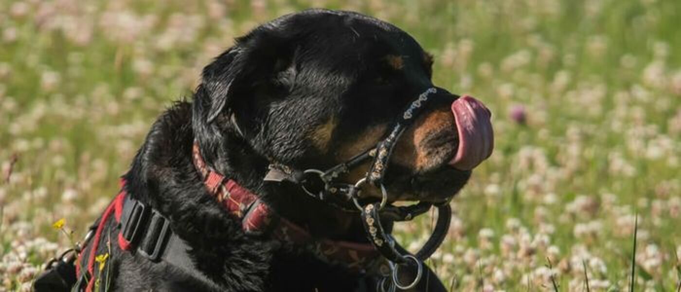 Friendly rottweiler dog licking its nose as it sits on a grassy field with wild flowers