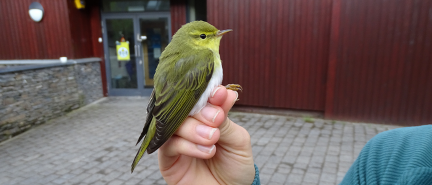A small Scottish bird perched on a woman's hand in front of the SCENE building