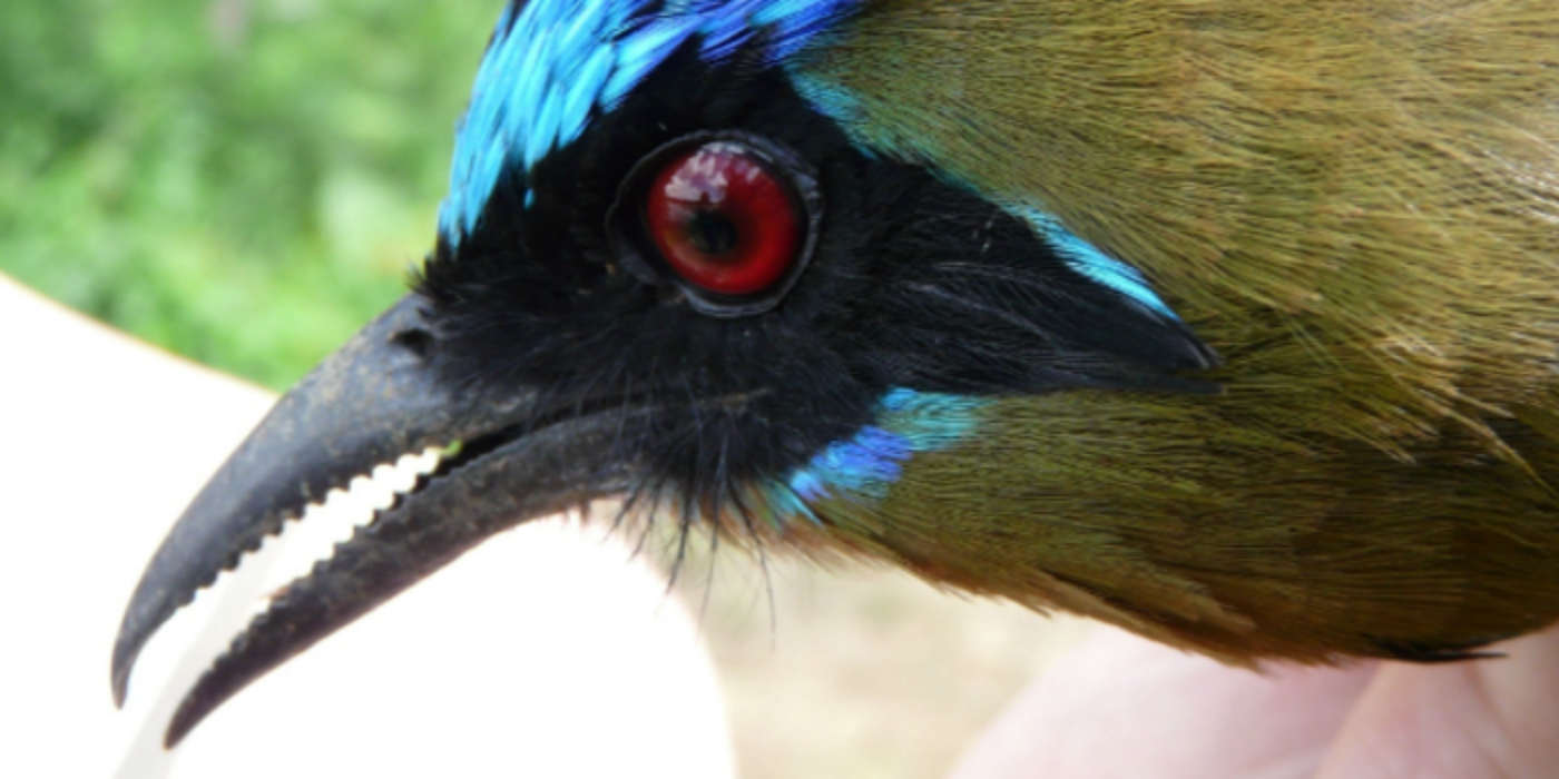 Close up of an Ecuadorian bird on a student field trip