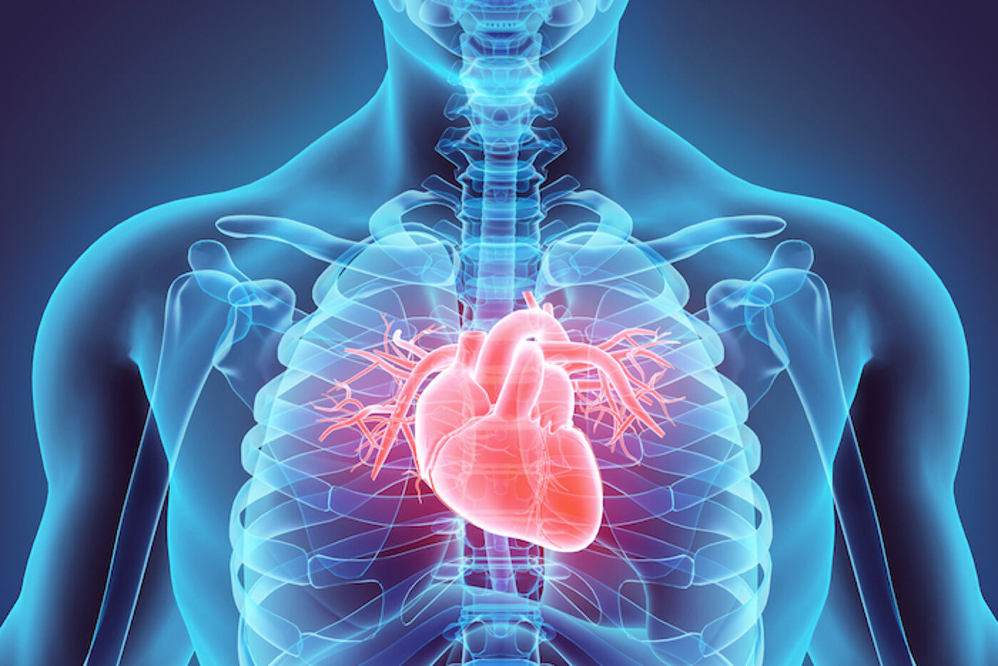 3D illustration of the Heart highlighted in red