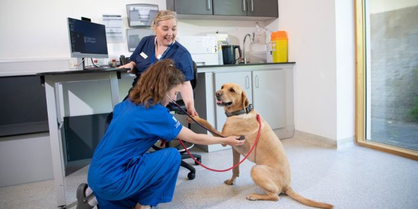 A student nurse and vet taking a dog's heartrate with a stethoscope 