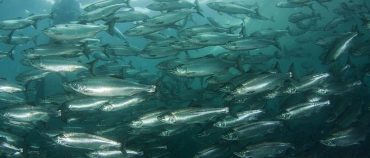 A school of salmon swimming in one direction together