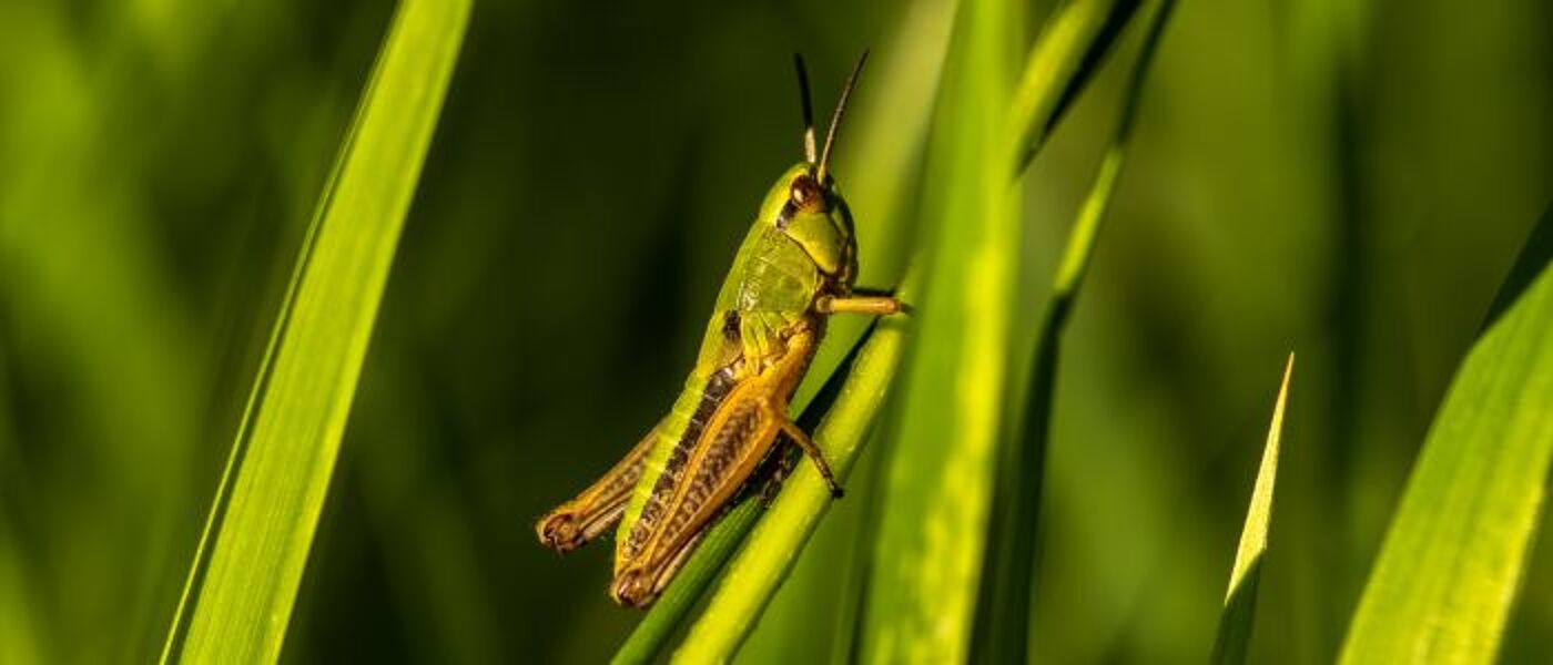 Woodland cricket perched on a leafy stalk