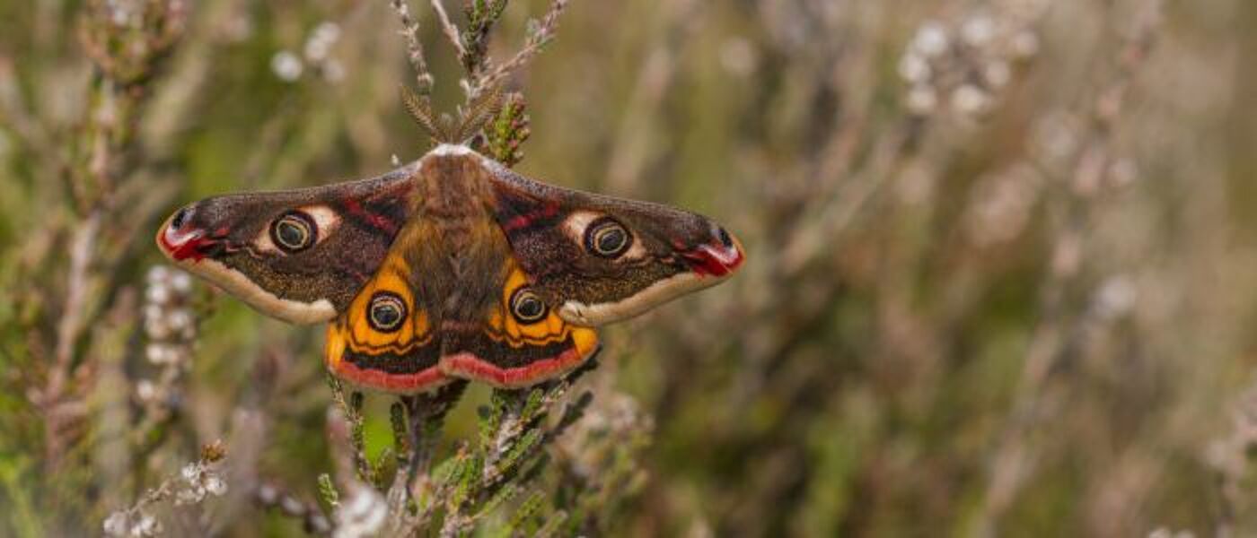 Emperor moth in a wild field
