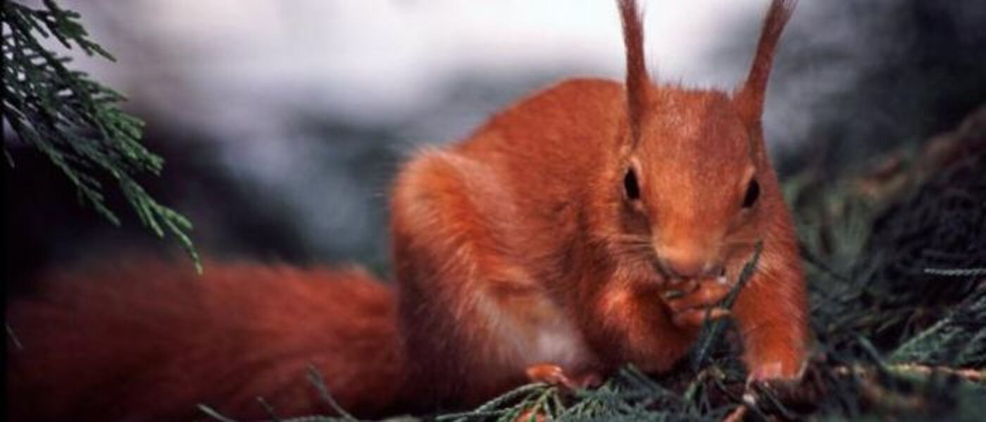 Red squirrel