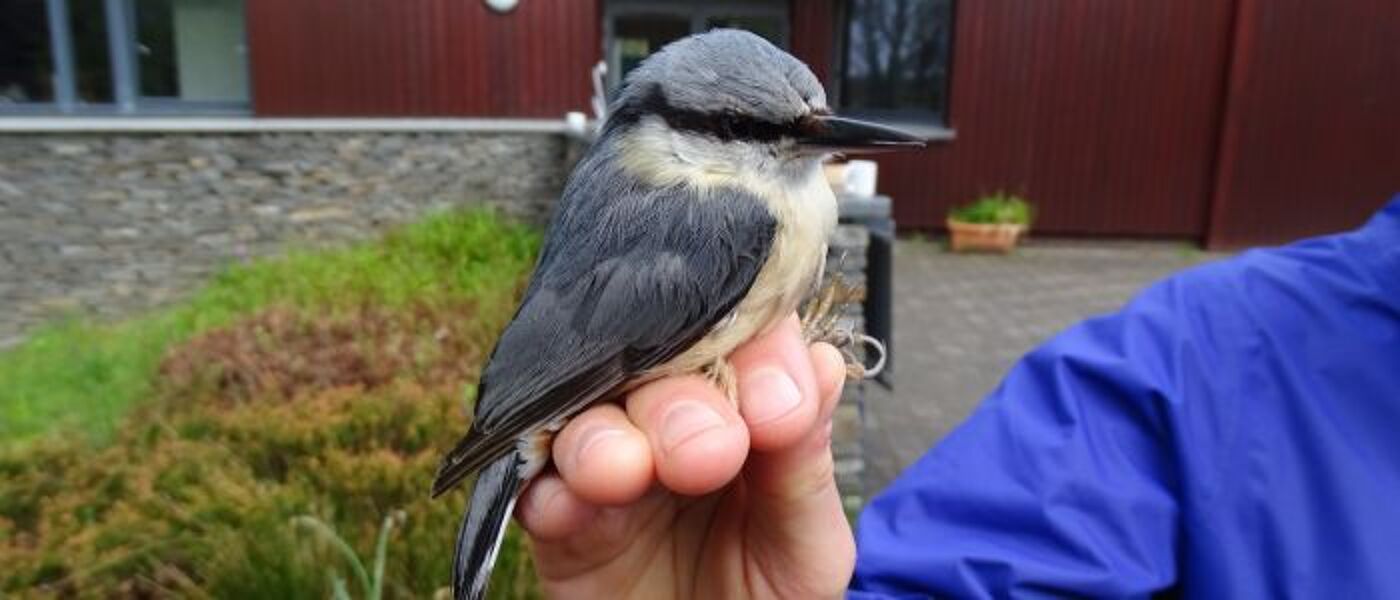 Student holding a grey bird