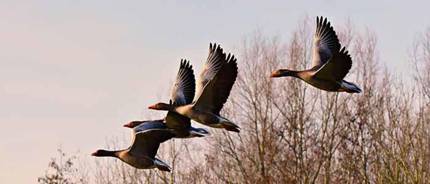 Image of two flying geese