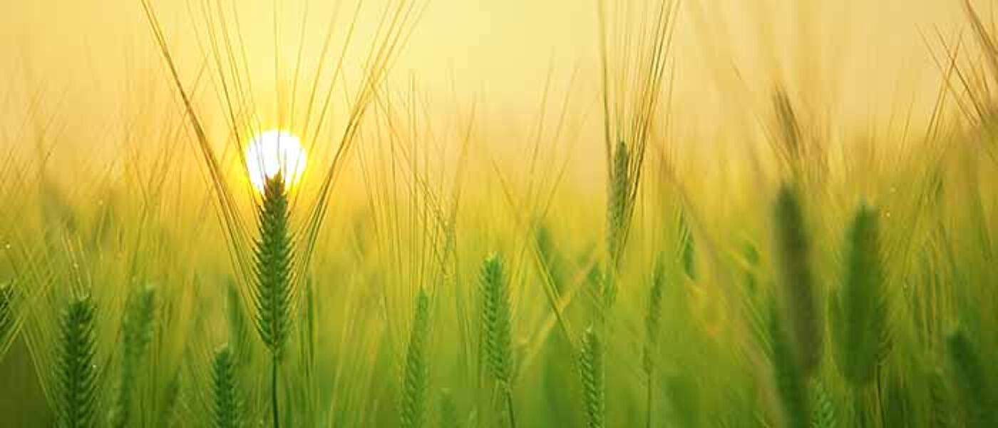 Image of barley field with a sunset