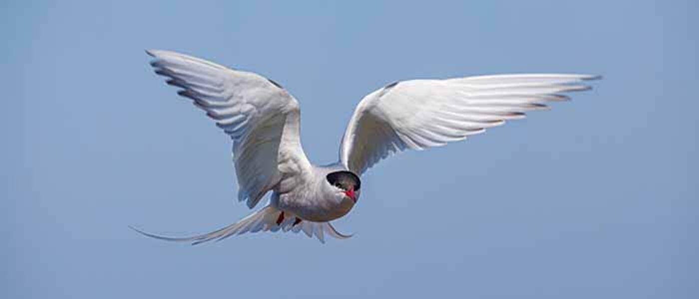 Arctic Tern flying against blue sky