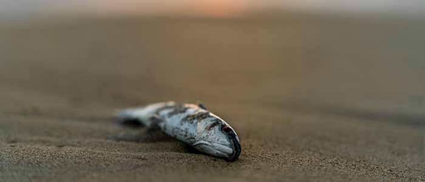 Image of a dead fish on a beach with a sunset