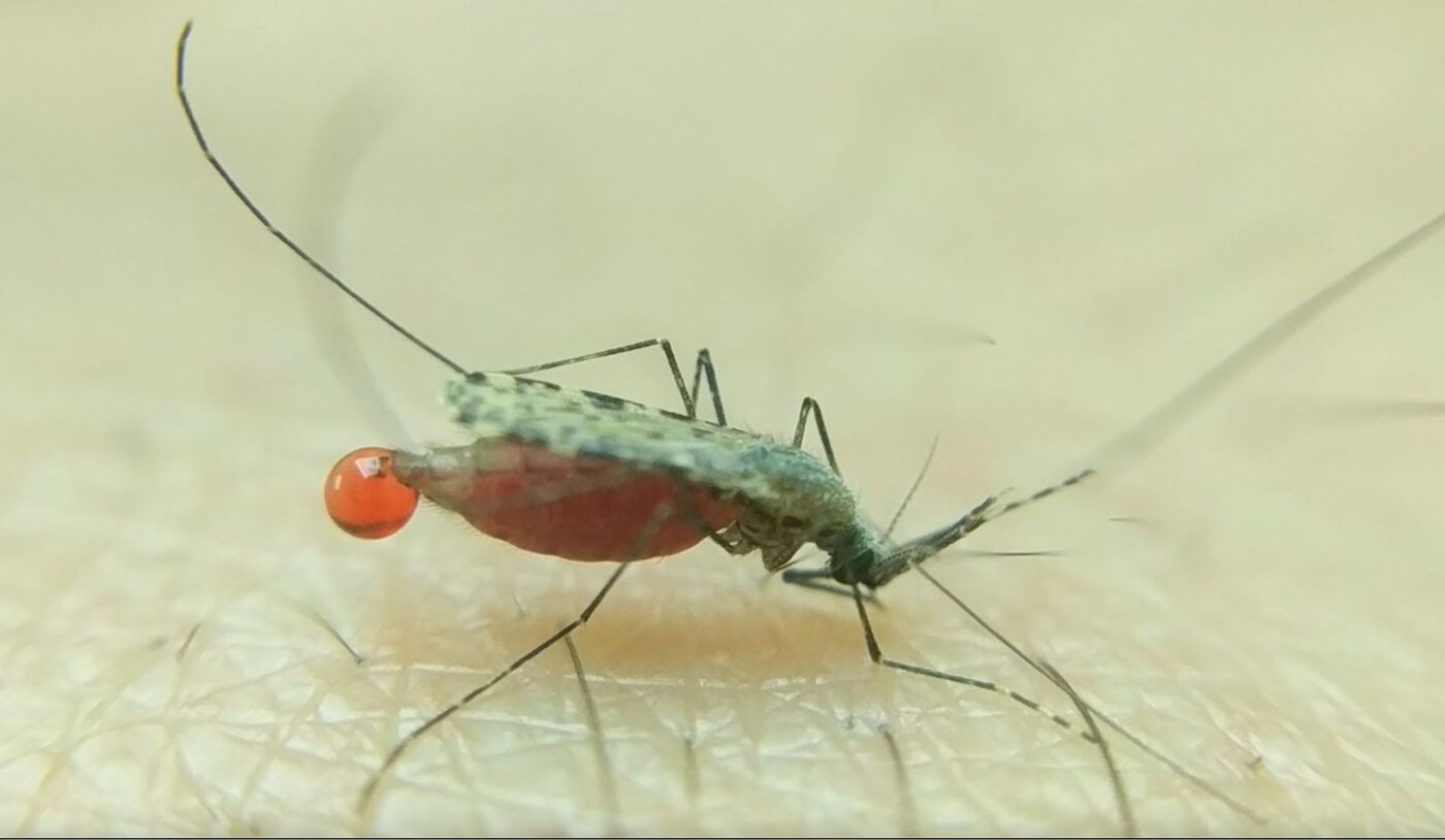 Picture of an insect